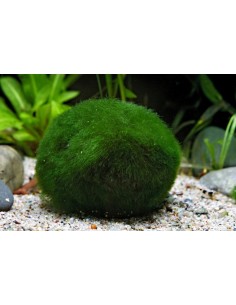 Superballs - Aegagropila Linnaei, 3 Stück