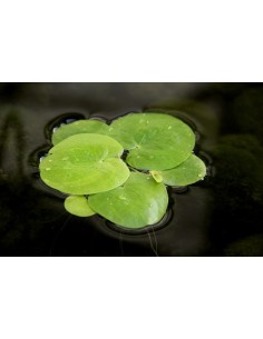 Limnobium Laevigatum, Portion