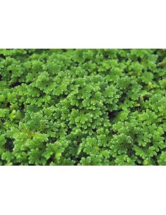 Azolla Filiculoides, Portion