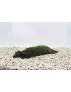 Driftwood (M) vesicularia dubyana