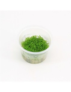 Elatine hydropiper (cup 100cc)