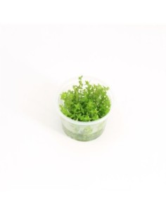 Gratiola viscidula (cup 100cc)