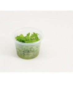 Limnobium lavaegatum (cup 100cc)