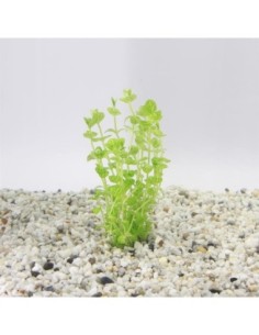 Lindernia rotundifolia var. (100cc)