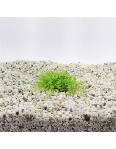 Micranthemum monte carlo(cup 100cc)