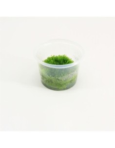 Riccia fluitans (cup 100cc)