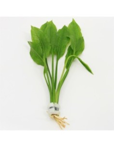 Echinodorus paniculatus (Bouquet)