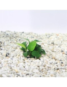Anubias nana petite