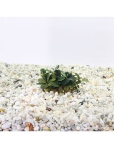 Bucephelandra theia red