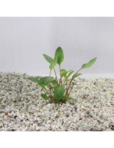 Cryptocoryne bullosa