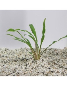 Cryptocoryne retrospiralis