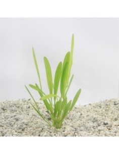 Echinodorus horemanii Vert