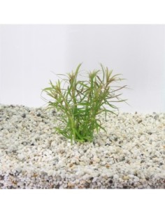 Eustralis stellata grof