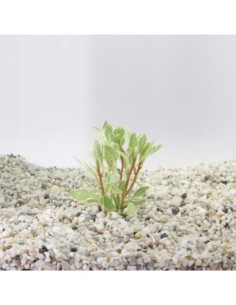 Ludwigia sp. white