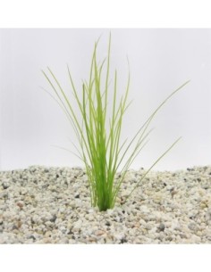 Vallisneria natans