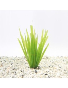 Vallisneria spiralis