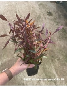 Alternanthera roseafolia ( P9 )
