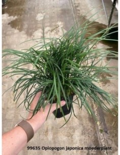 Ophiopogon japonica (P9)