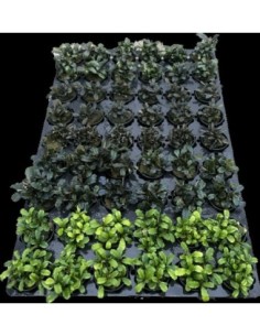 Bucephelandra MÉL Pot 54 stuks