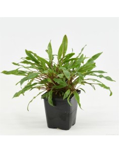 Cryptocoryne undulatus (P9)