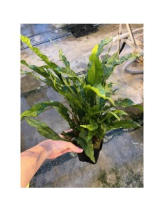 Microsorum pteropus (P9)