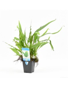 Microsorum pteropus (P9) 2