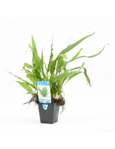 Microsorum pteropus (P9)