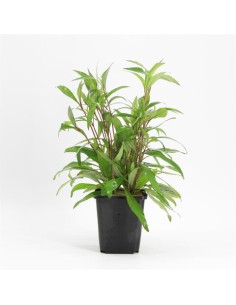 Hygrophila angustifolia P9