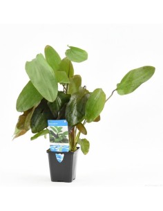 Echinodorus ozelot Rouge (P9)