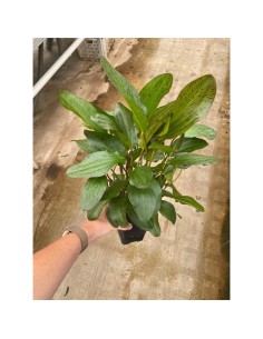 Echinodorus ozelot Rouge (P9) 2