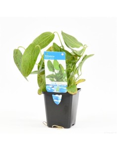 Echinodorus ozelot Vert (P9)