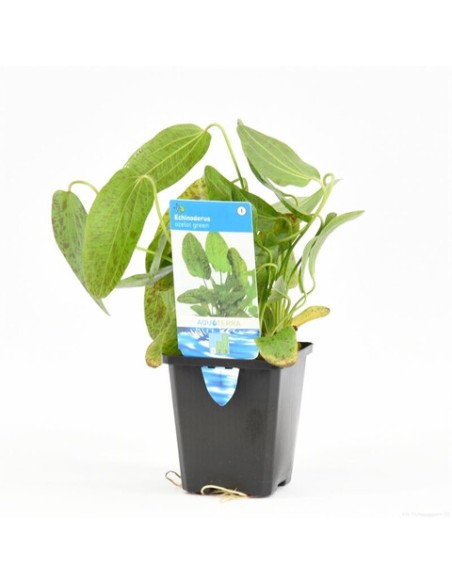 Echinodorus ozelot Vert (P9)