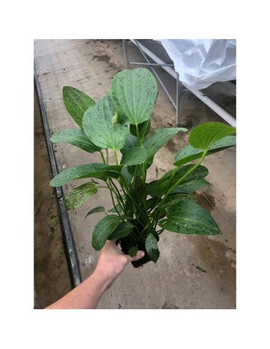 Echinodorus ozelot Vert (P9)
