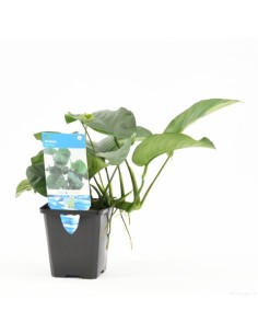 Anubias barteri (P9)