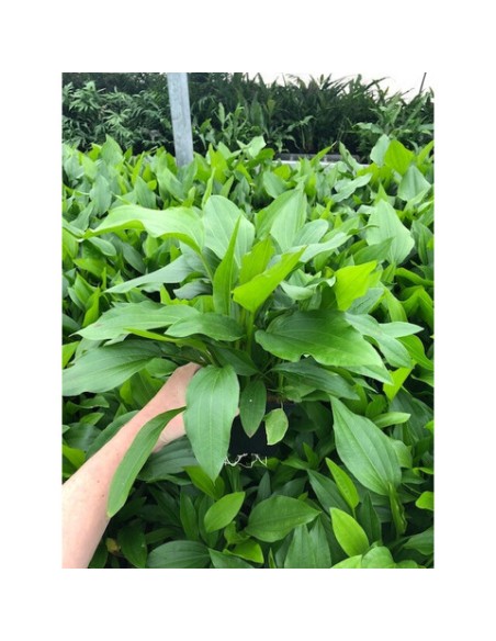 Echinodorus argentinensis (P9)