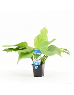 Echinodorus argentinensis (P9) 2