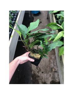 Anubias heterophylla (P9)