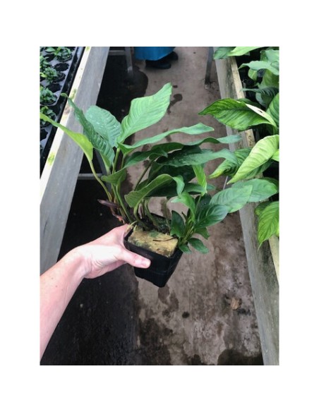 Anubias heterophylla (P9)