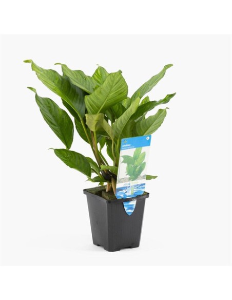 Anubias heterophylla (P9)