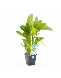 Echinodorus MÉL (P9)