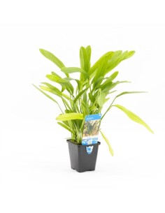 Echinodorus horemanii Vert (P9)