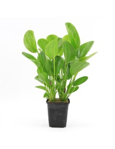 Echinodorus harbich (P9)