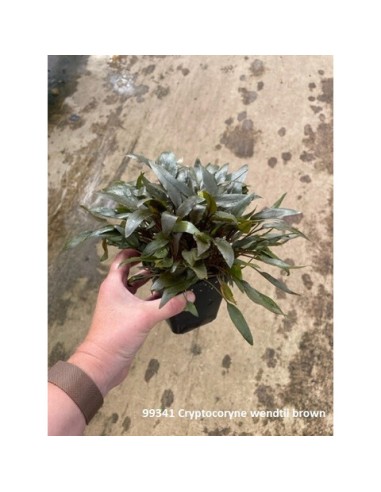 Cryptocoryne petchi (P9)