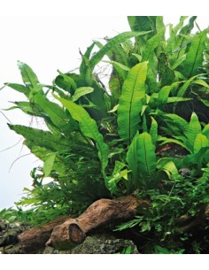 Microsorum Pteropus 2