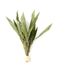 Hygrophila Corymbosa Sp.