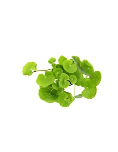 Hydrocotyle Leucocephala