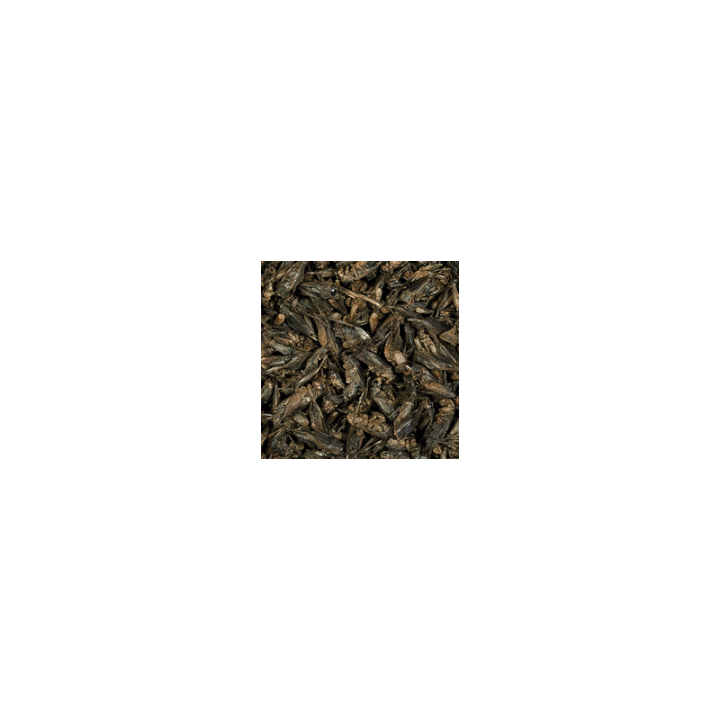 Crickets 100ml / 10g