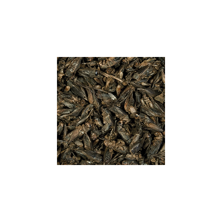 Crickets 100ml / 10g