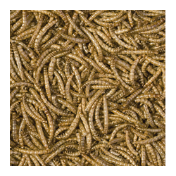 Meal worms 250ml / 30g 2