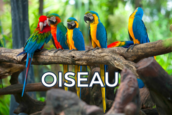 OISEAUX